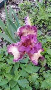 For my Dad's funeral, my siblings and I commissioned an arrangement of tomatoes and assorted potted flowers, including this iris my sister Elaine planted at her home in Minnesota. It looks beautiful in her garden.